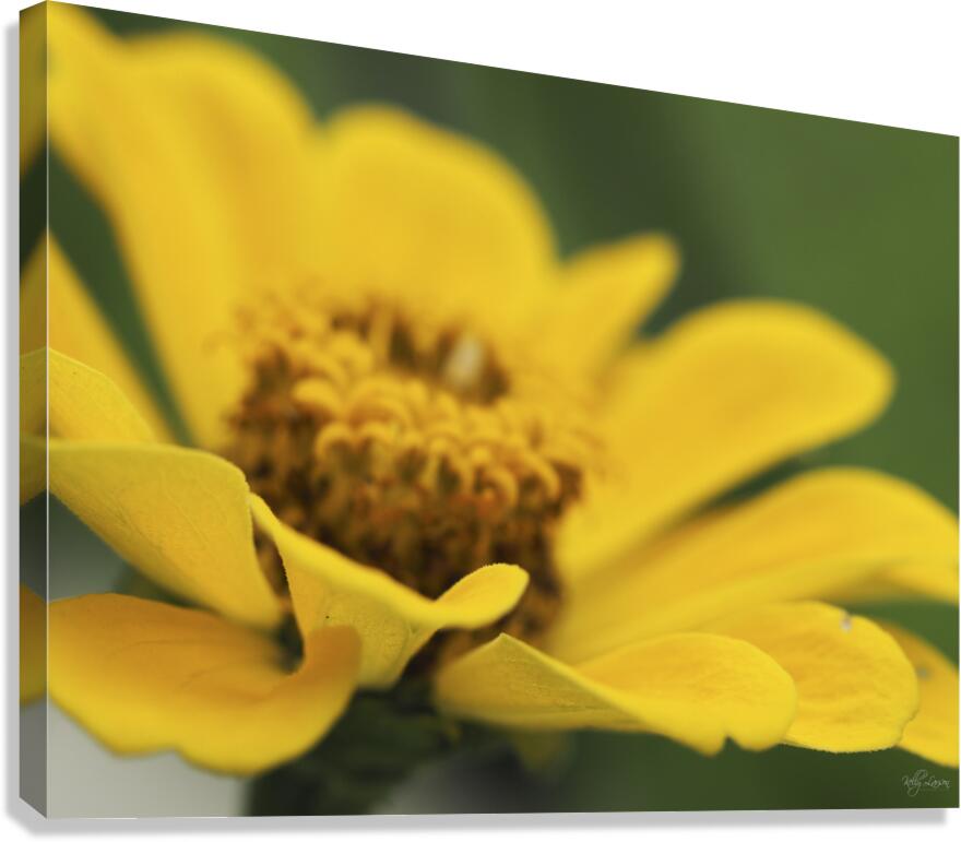 Cheery Daisy Canvas Print