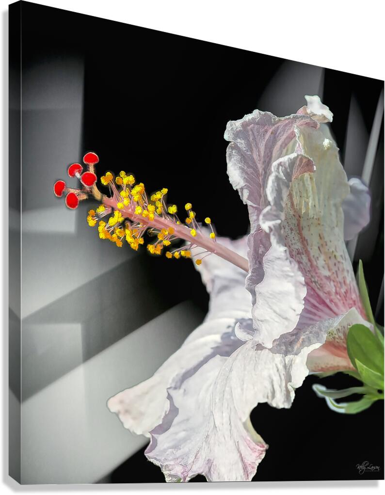 Hibiscus Canvas Print
