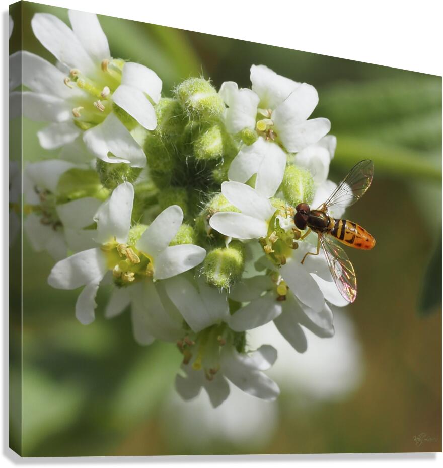 Pollinating Canvas Print