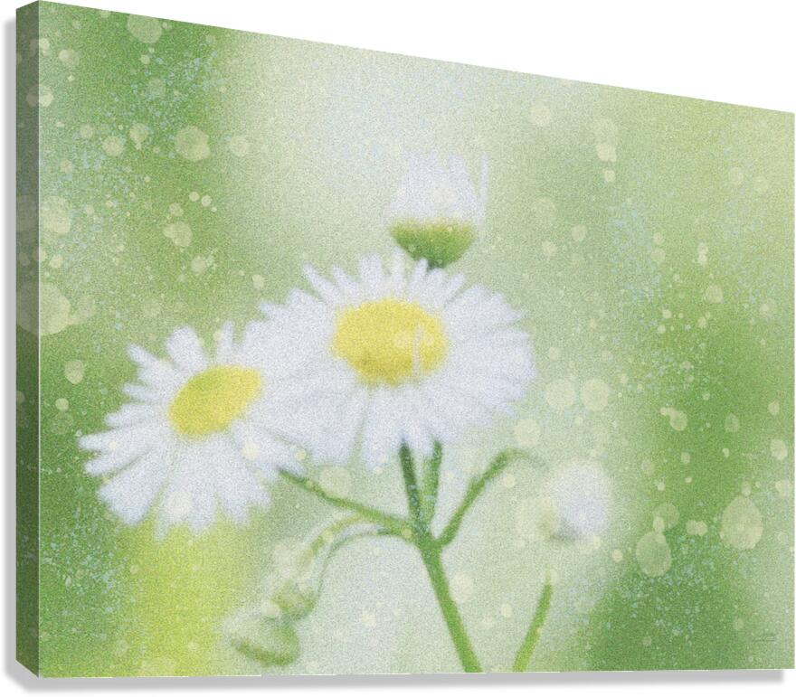 Daisy Canvas Print