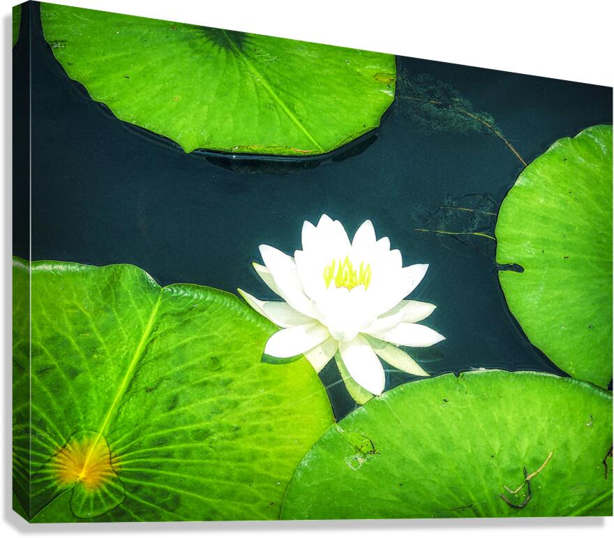Lilly Pad Canvas Print