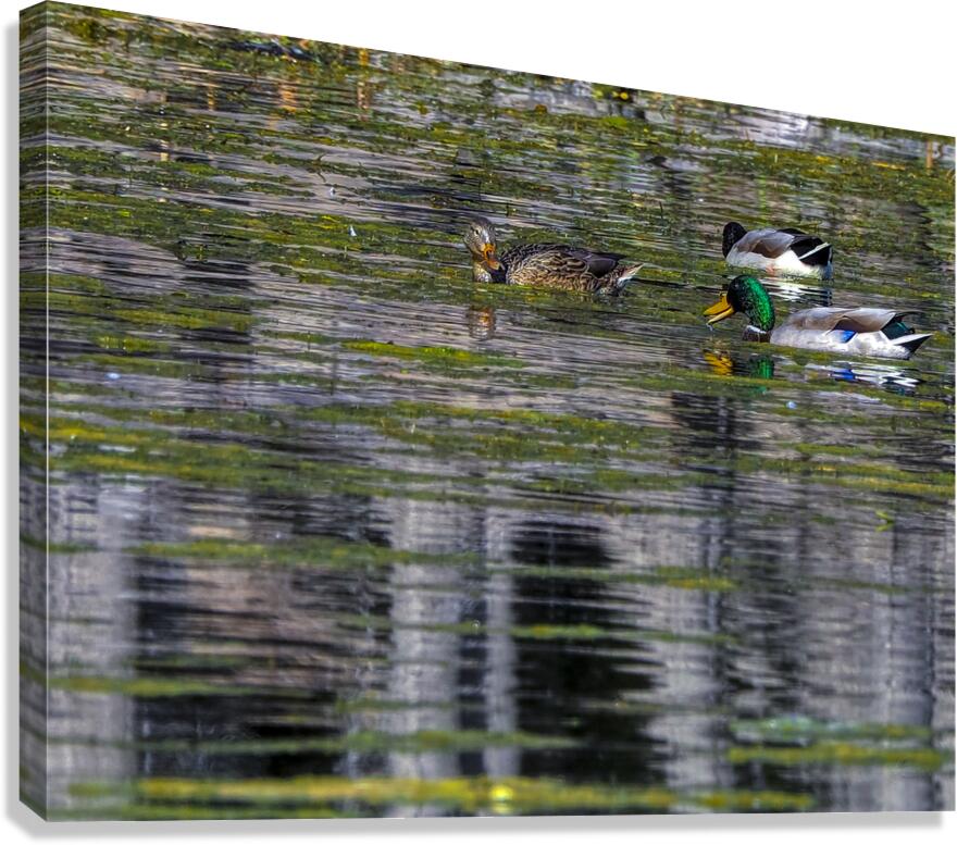 Duck Relfectons Canvas Print