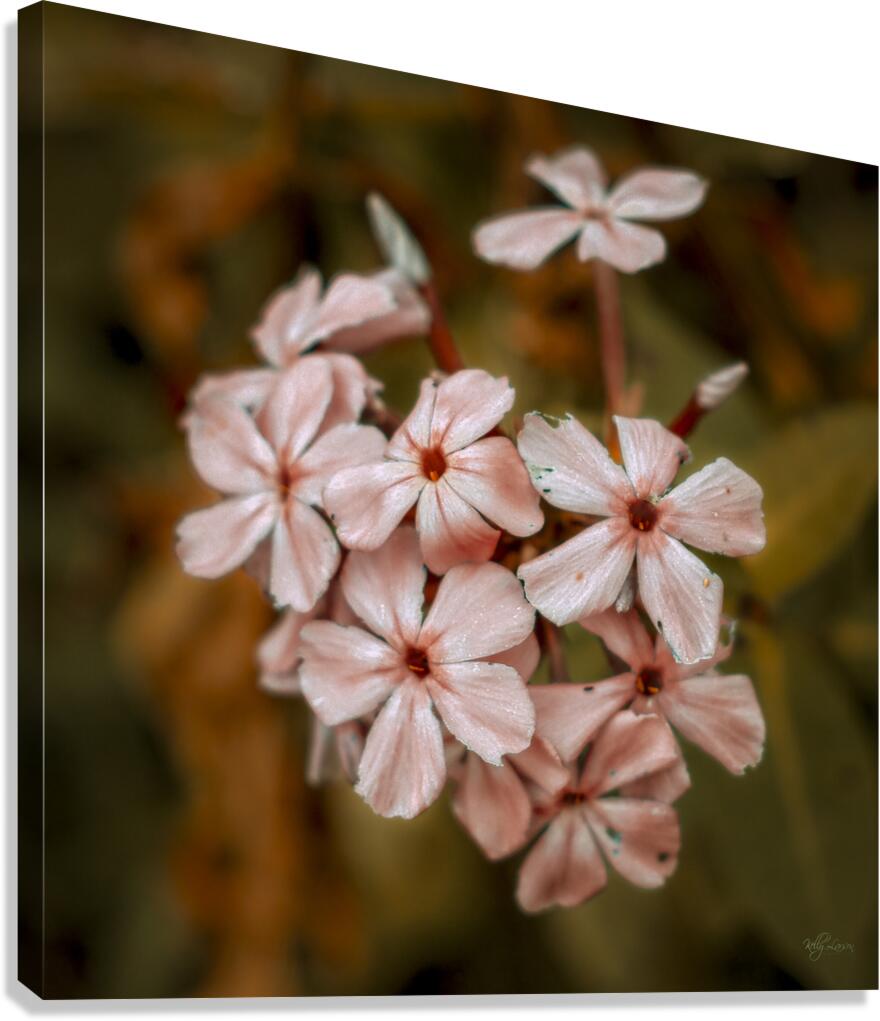 Delicate Petals Canvas Print