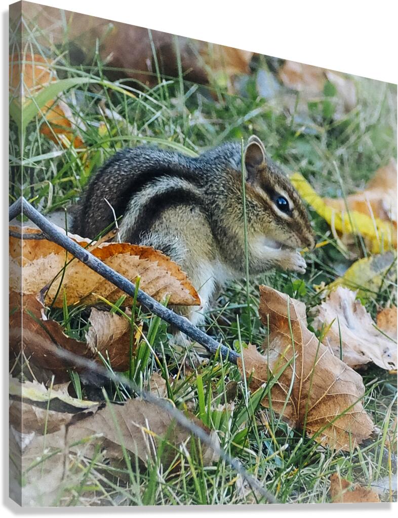Chipmunk Canvas Print