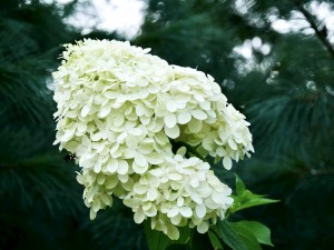 Hydrangea Paniculata