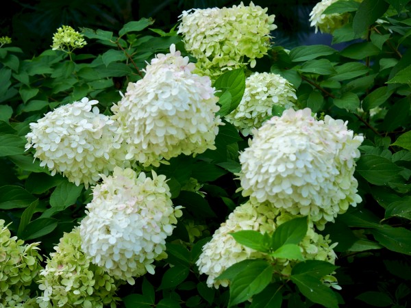 Shaded Hydrangea Print