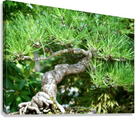 Bonsai Canvas Print
