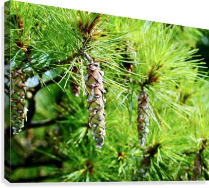 Small Pinecone Canvas Print