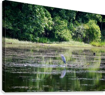 Peeping Tom Canvas Print