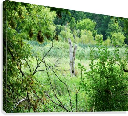 Intriguing Trunk Canvas Print