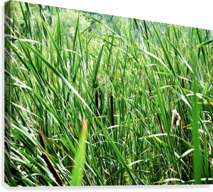 Cattails Canvas Print