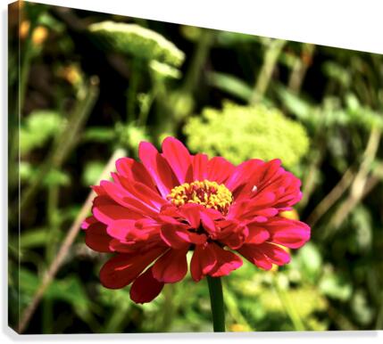 Contrast Canvas Print