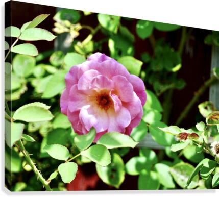 Climbing Rose Canvas Print