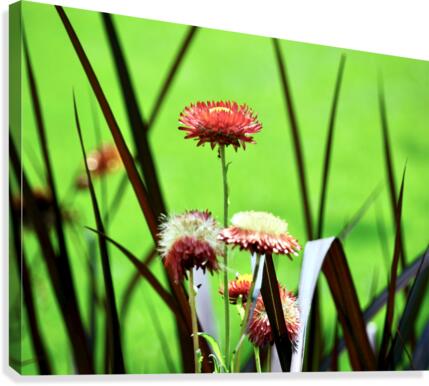 Strive Canvas Print
