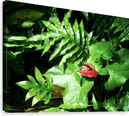 Anthurium Canvas Print