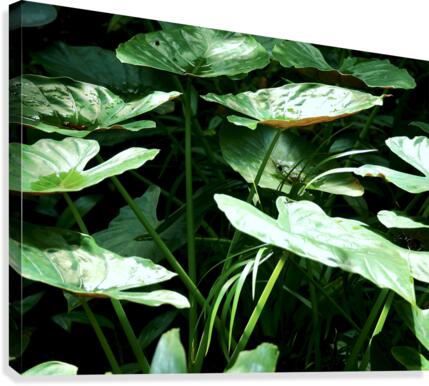 Moody Canvas Print