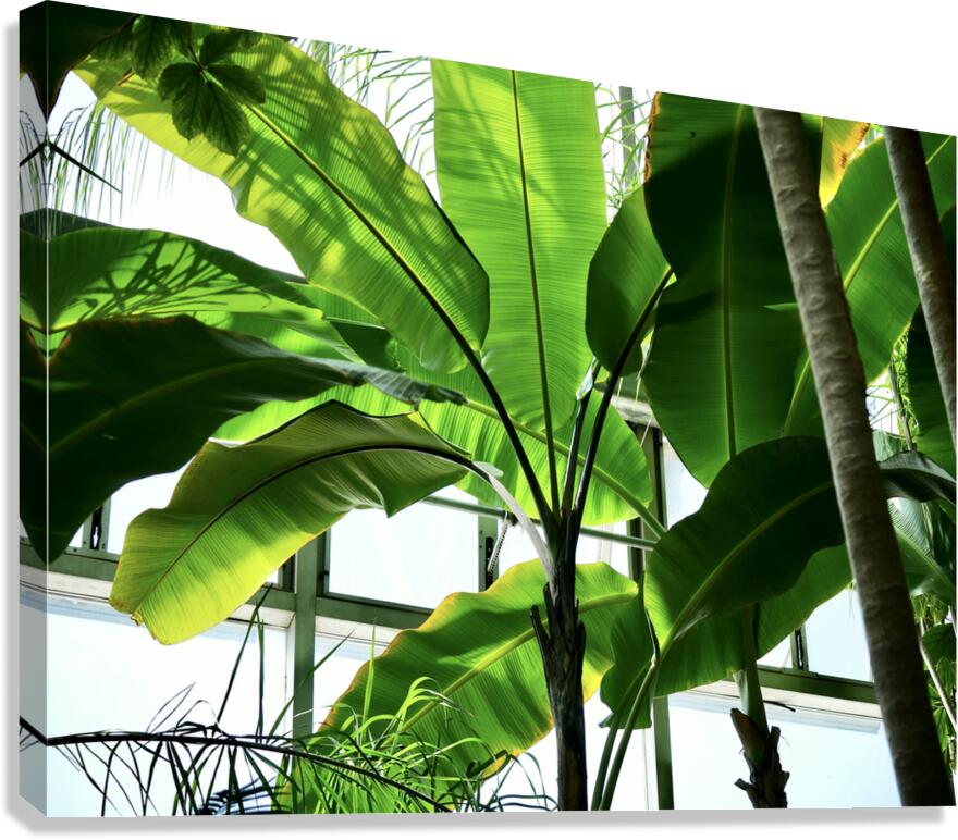 Green Shade Canvas Print