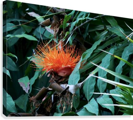 Brazen Canvas Print