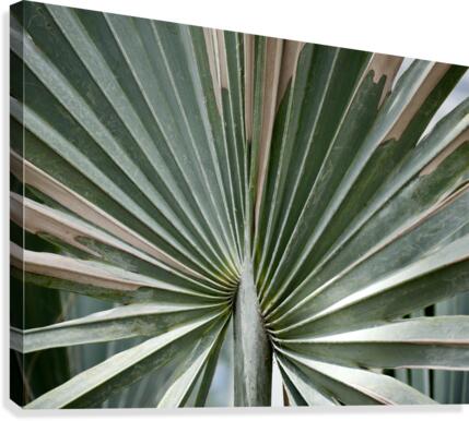 Jade Fan Canvas Print
