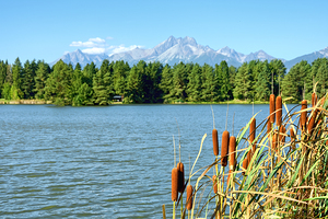 Flowering calamus shoots above a mountain lake