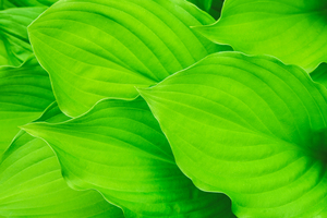Fresh green Hosta leaves