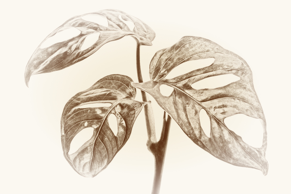 Tropical Monstera Adansonii by AS Photography Wall Art