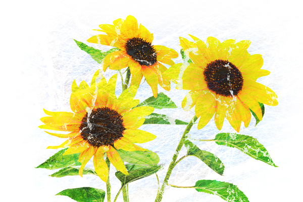 Abstract bouquet of flowering sunflowers Print