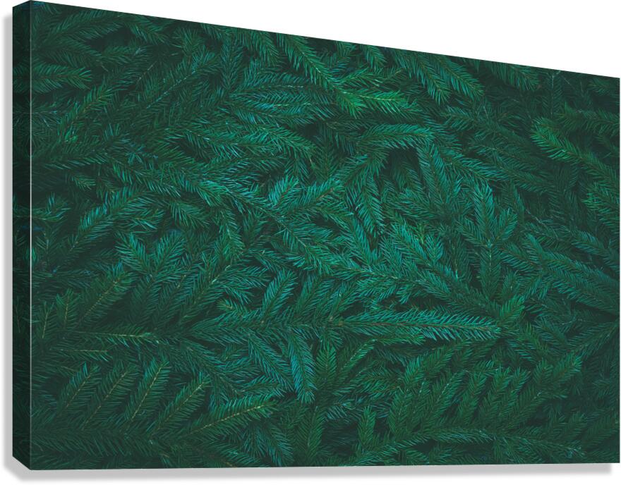 Spruce branches background Canvas Print