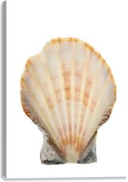 Isolated half seashell Canvas Print