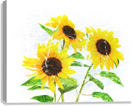 Abstract bouquet of flowering sunflowers Canvas Print