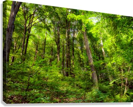 Fresh springtime beech forest Canvas Print