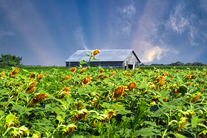Sunflowers Bowing to the East