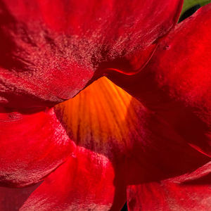 Mandevilla Inner Folds