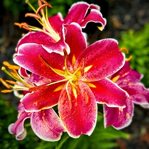 Day Lily with Raindrops