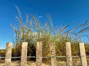 Dune Grass Reaching the Sky
