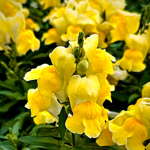 Yellow Snap Dragons in Bloom