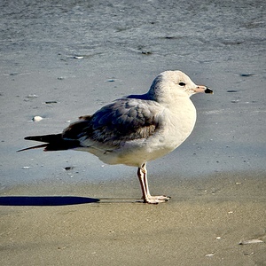 Good Morning Sunshine