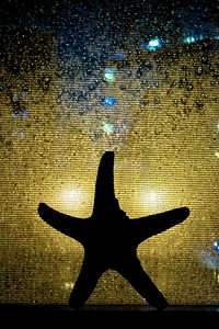 Nancy Starfish Condensate