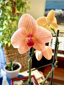 Pink Phalaenopsis Orchid Still Life