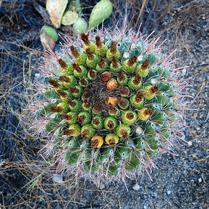 Fruits on a Fishhook Barrel Cactus