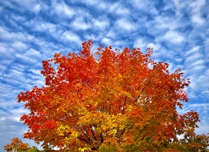 Autumn Foliage in Newton Falls Ohio