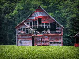 Barn Decaying Near Selbyville Delaware
