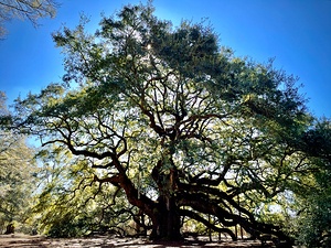 Angel Oak Sunny Glow