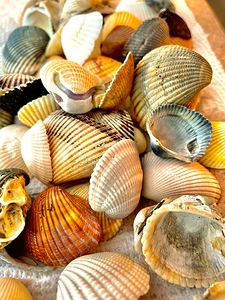 Beachcombing Shells