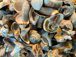 Beachcombing Shells Hodgepodge