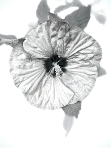 Hibiscus in Black and White