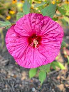 Hibiscus in the Shade Enhanced Pink
