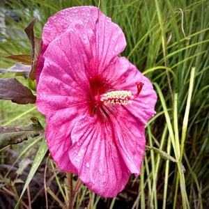 Hibiscus on a Rainy Day