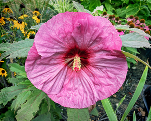 Pink Hibiscus on a Cloudy Day