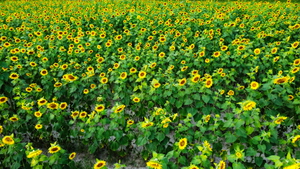 Sunflower Farm Roxanna